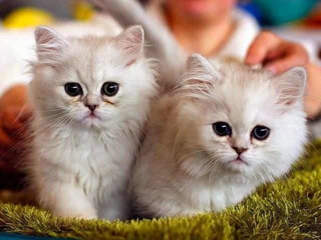 Породы кошек в Артемовске | ЗооТом портал о животных