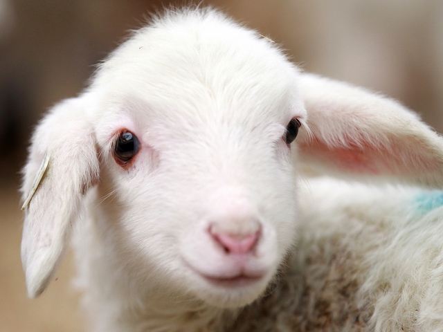 Овцы и бараны в Артемовске | ЗооТом портал о животных