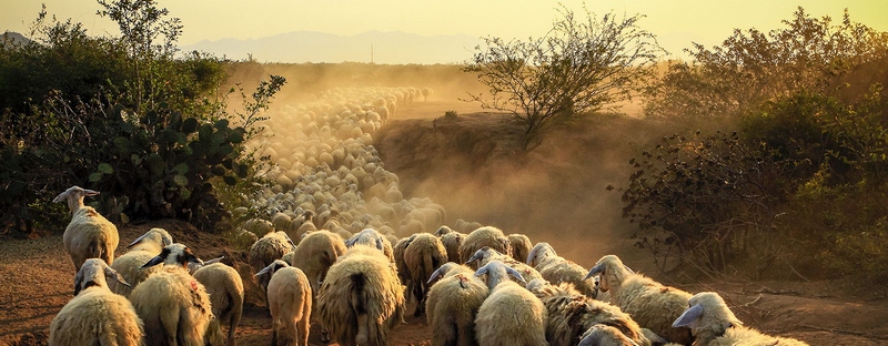 Все об овцах в Артемовске | ЗооТом портал о животных